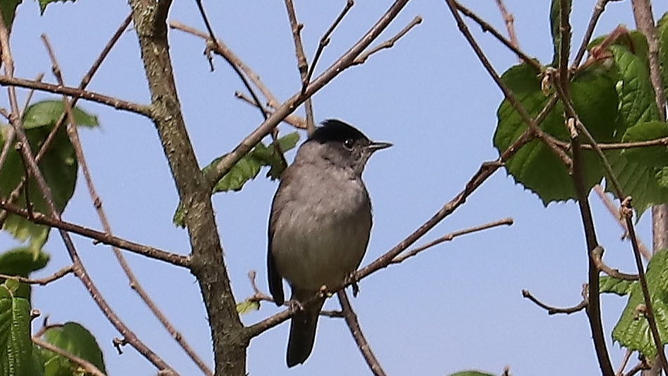Fauvette à tête noire mâle